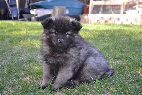 Daimler Caviar Dreams, is also an all breed Best in Show Dog and Multiple Best in Specialty winner, and currently holds the title for most specialties won by a Keeshond, another Keillor son, Ch. . Keeshond colorado